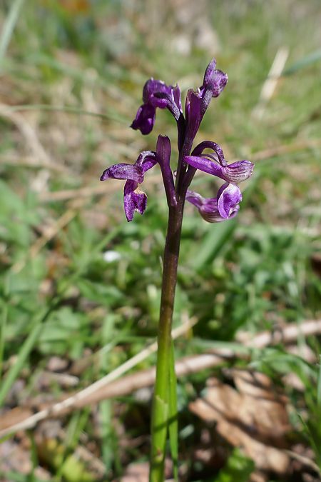 Anacamptis morio  - Pascale Chevalier
