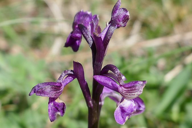Anacamptis morio  - Pascale Chevalier