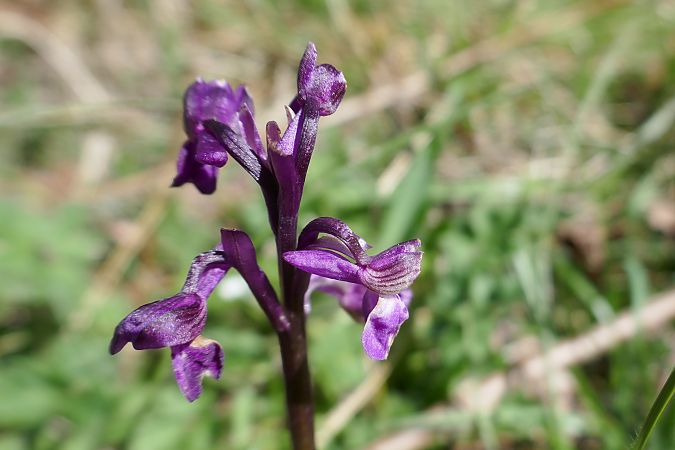 Anacamptis morio  - Pascale Chevalier