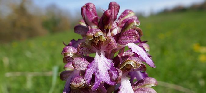 Himantoglossum robertianum  - Pascale Chevalier