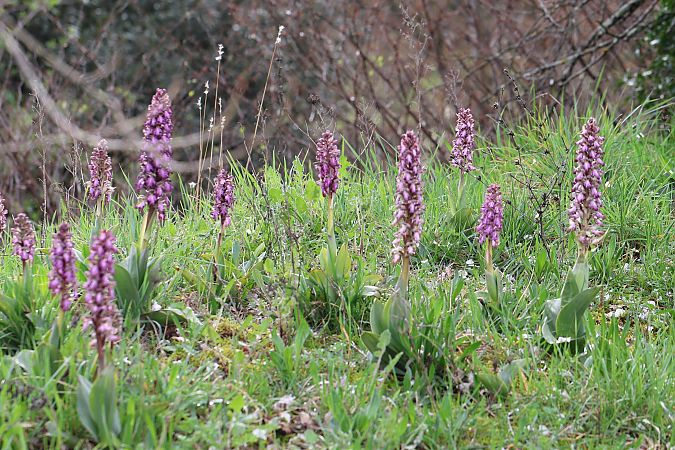 Himantoglossum robertianum  - Marc et M-Joëlle Silvestre