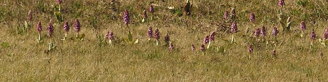 Himantoglossum robertianum  - Geneviève Helfenstein