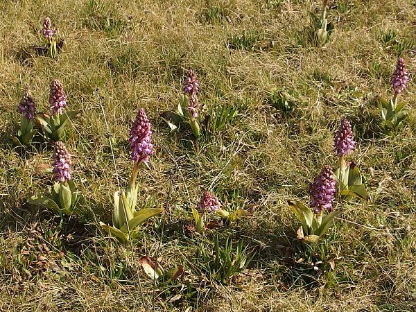 Himantoglossum robertianum  - Geneviève Helfenstein
