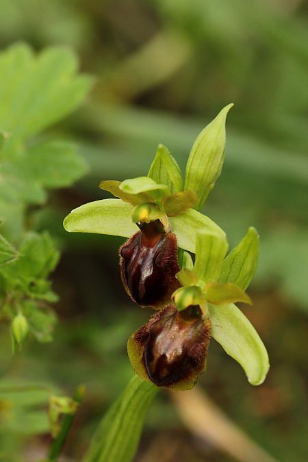 Ophrys aranifera 