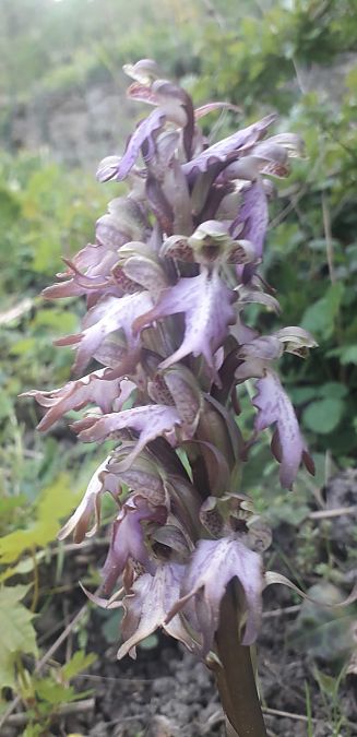 Himantoglossum robertianum  - Anonyme