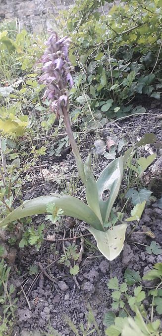 Himantoglossum robertianum  - Anonyme