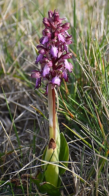Himantoglossum robertianum  - Jacques Hallot