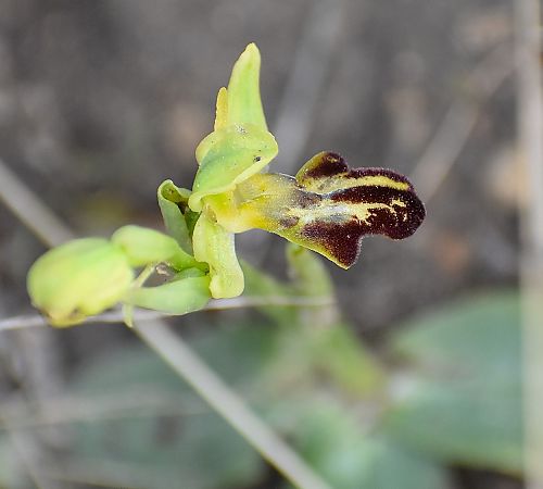 Ophrys forestieri  - Jacques Hallot