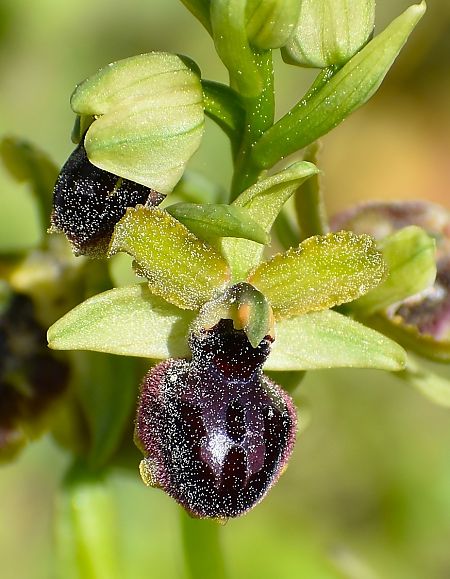 Ophrys passionis  - Jacques Hallot