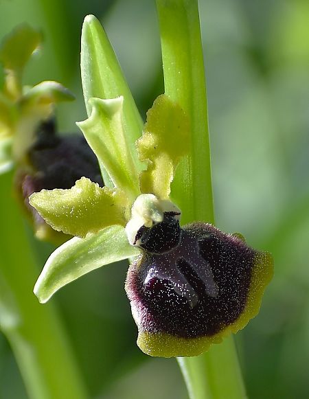 Ophrys passionis  - Jacques Hallot