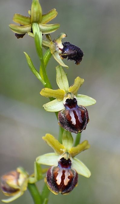 Ophrys passionis  - Jacques Hallot