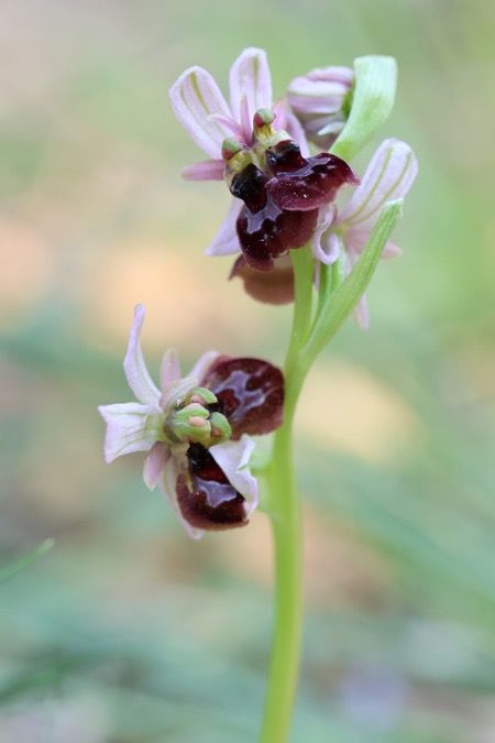 Ophrys arachnitiformis  - Marc Le Dorze