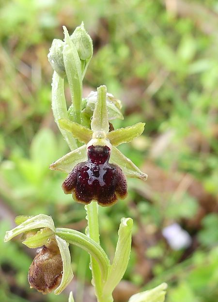 Ophrys occidentalis  - Françoise Andeol