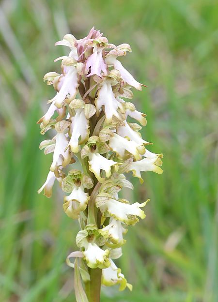 Himantoglossum robertianum  - Françoise Andeol