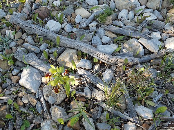 Ophrys delforgei  - Anick Joue