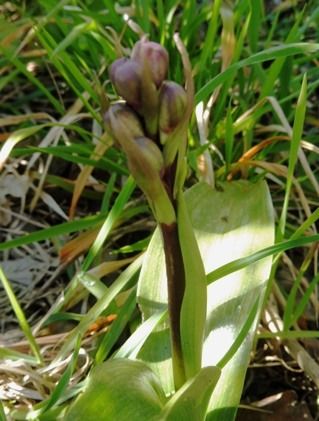 Himantoglossum robertianum  - Laurent Fourneret