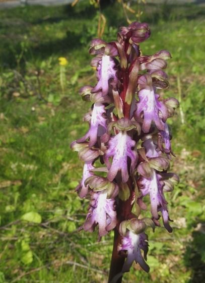 Himantoglossum robertianum  - Laurent Fourneret