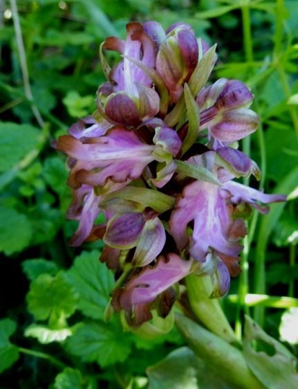 Himantoglossum robertianum  - Laurent Fourneret