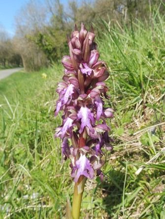 Himantoglossum robertianum  - Laurent Fourneret