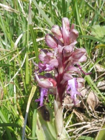 Himantoglossum robertianum  - Laurent Fourneret