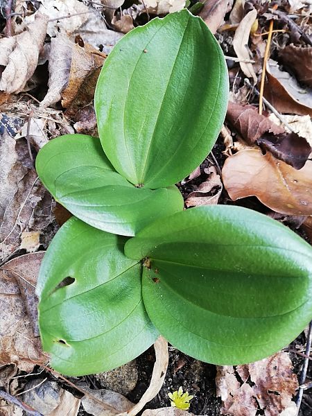 Neottia ovata  - Laurent Fourneret