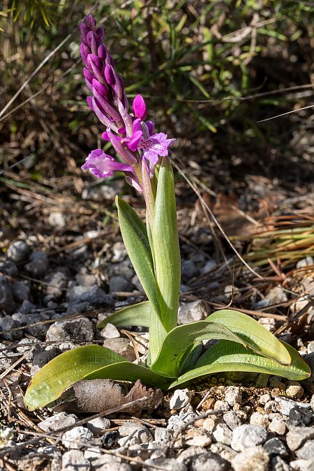 Orchis olbiensis  - Patrick Serra