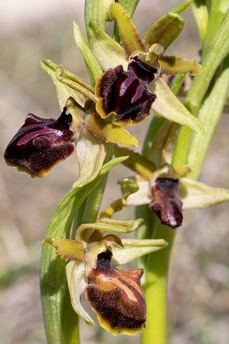 Ophrys incubacea  - Patrick Serra