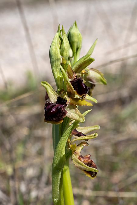 Ophrys incubacea  - Patrick Serra