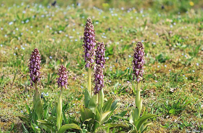 Himantoglossum robertianum  - Caro Dupeu
