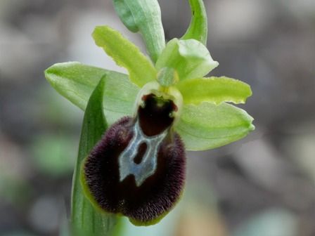 Ophrys exaltata subsp. marzuola  - Christian Samson