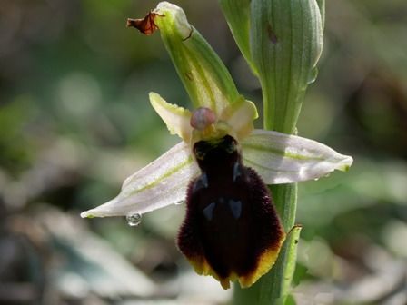 Ophrys arachnitiformis  - Christian Samson