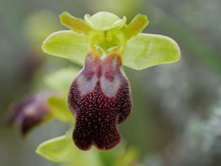 Ophrys forestieri  - Christian Samson