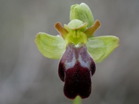 Ophrys forestieri  - Christian Samson