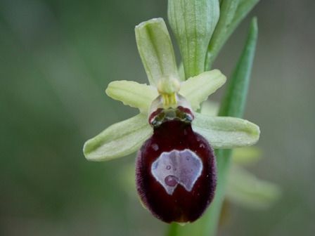Ophrys exaltata subsp. marzuola  - Christian Samson
