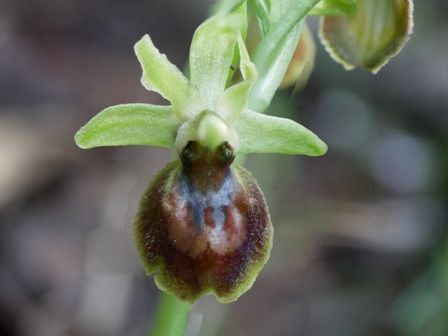 Ophrys exaltata subsp. marzuola  - Christian Samson