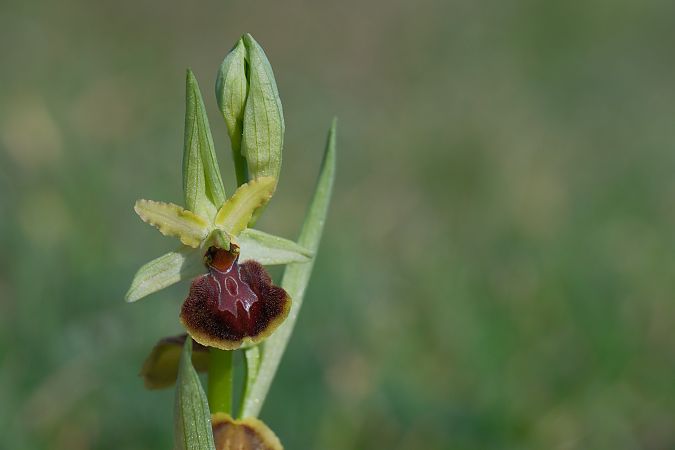 Ophrys suboccidentalis subsp. olonae  - François Jauzelon