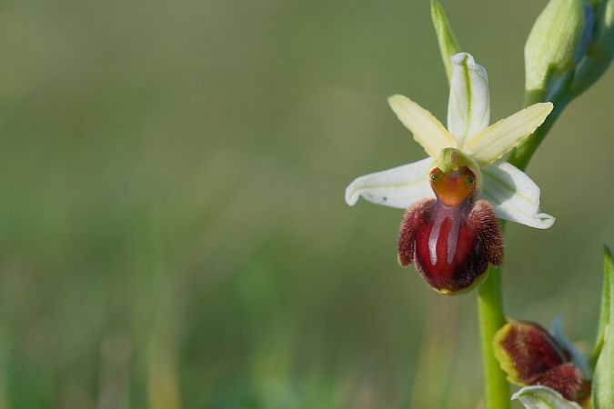 Ophrys suboccidentalis subsp. olonae  - François Jauzelon