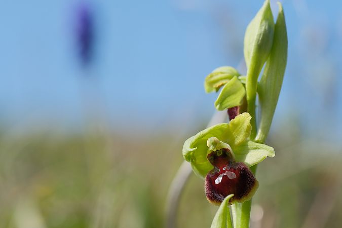 Ophrys suboccidentalis subsp. olonae  - François Jauzelon