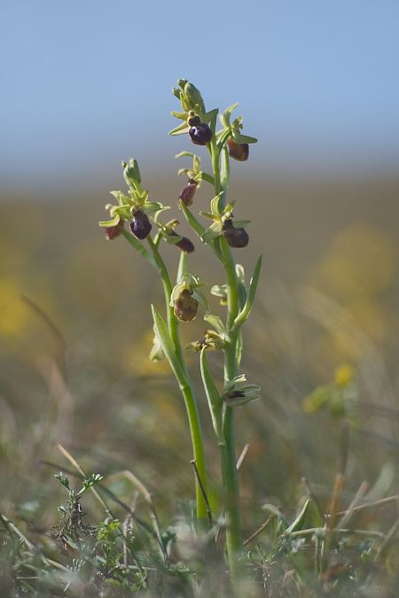 Ophrys suboccidentalis subsp. olonae  - François Jauzelon