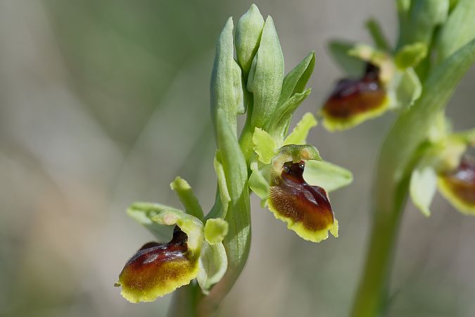Ophrys araneola  - François Jauzelon