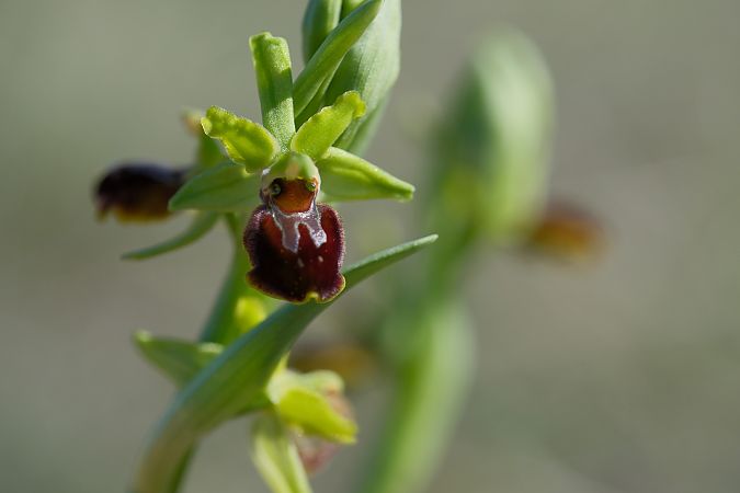 Ophrys araneola  - François Jauzelon