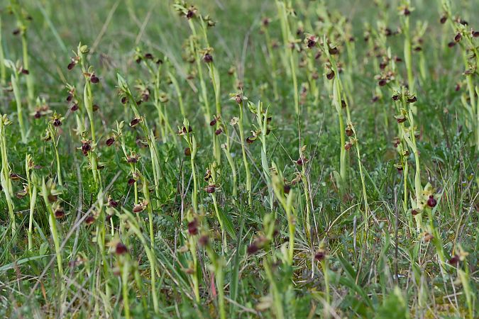 Ophrys passionis  - François Jauzelon