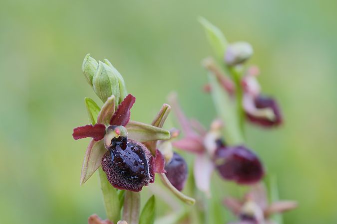 Ophrys passionis  - François Jauzelon
