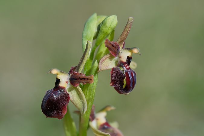 Ophrys passionis  - François Jauzelon