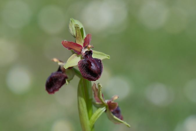 Ophrys passionis  - François Jauzelon