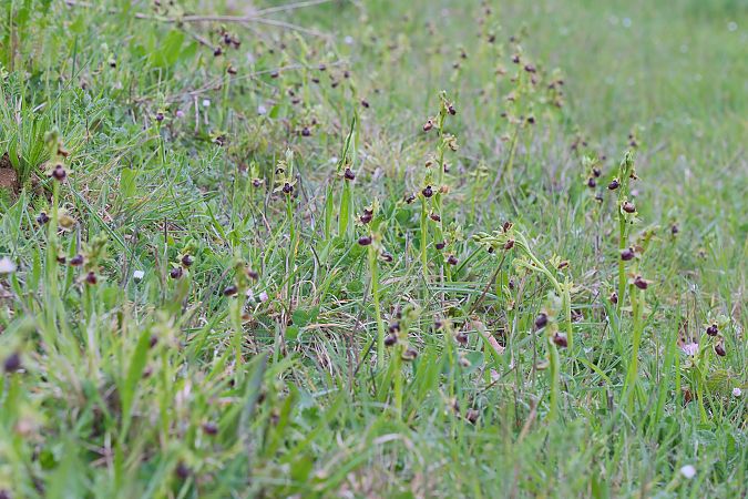 Ophrys passionis  - François Jauzelon