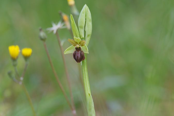 Ophrys aranifera  - François Jauzelon