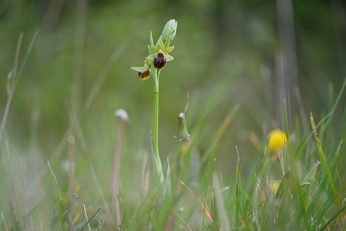 Ophrys aranifera  - François Jauzelon