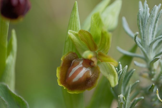 Ophrys passionis  - François Jauzelon