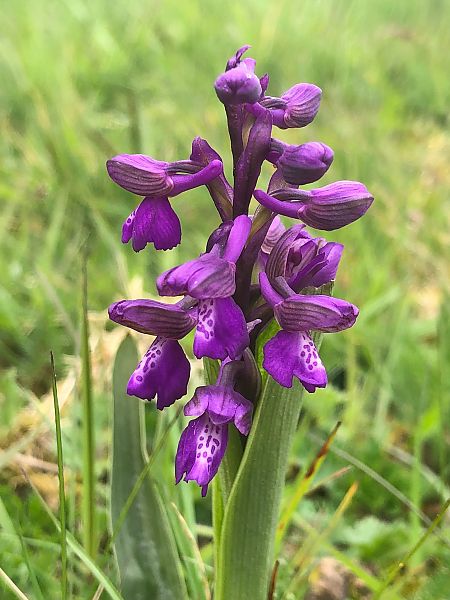 Anacamptis morio 
